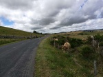 IMG_20170628_145204.jpg