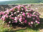 DSCN2175.jpg