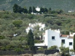 Rosas 39.jpg