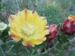 Rosas 67.jpg