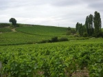 vignoble de Bourgogne 2.jpg