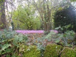 DSCN2677.jpg